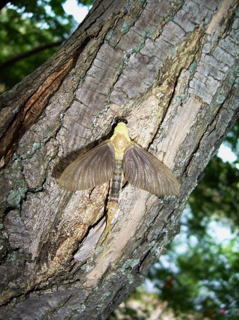 Tiszavirag_2011_2.jpg, 528 KB