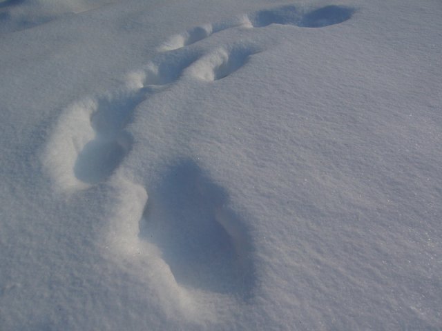 Zima_2009_e.jpg, 141 KB