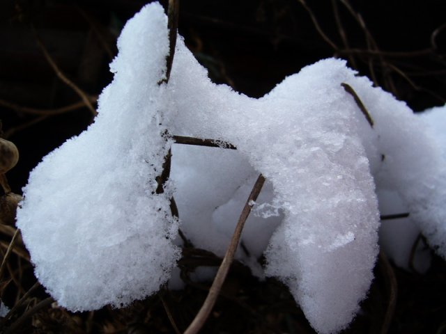 Zima_januar_2010_c.jpg, 143 KB