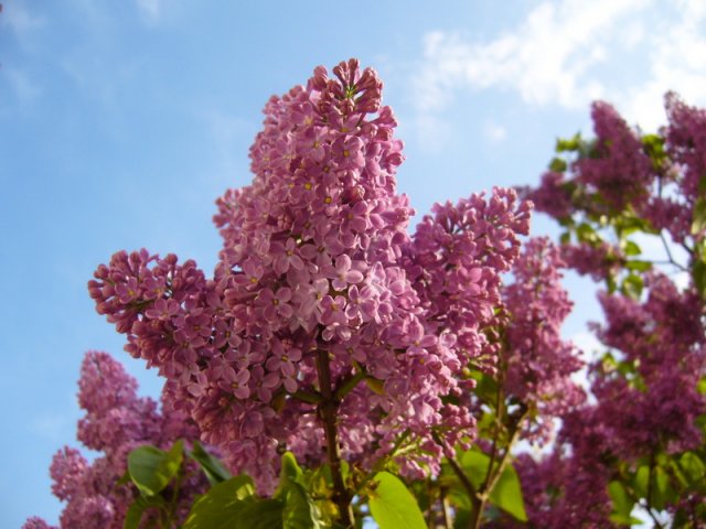 april_2010_1.jpg, 184 KB