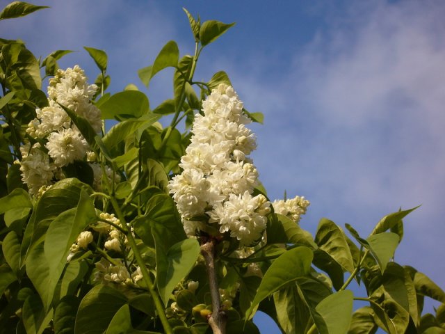 april_2010_5.jpg, 195 KB