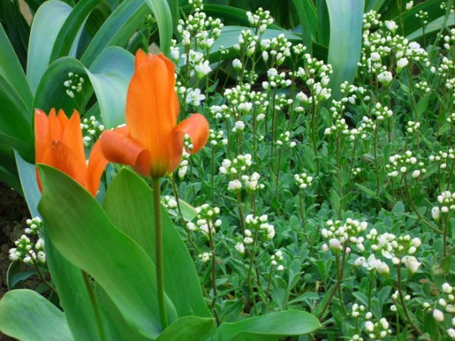 april_razglednice_2010_1.jpg, 208 KB