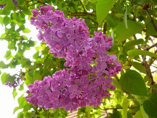 aprilske_razglednice_2009_d.jpg, 63 KB