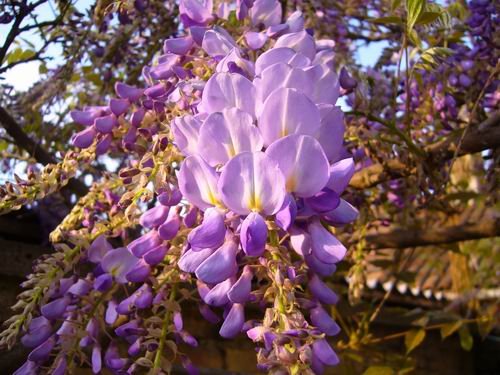 aprilske_razglednice_2009_e.jpg, 66 KB