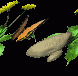 butterflies_23.gif, 8 KB