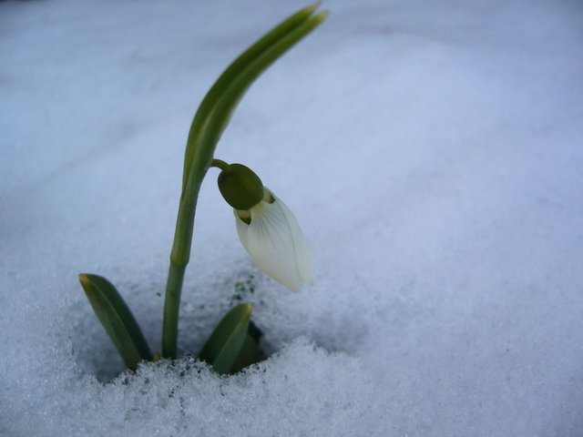 februar_2010_1.jpg, 76 KB
