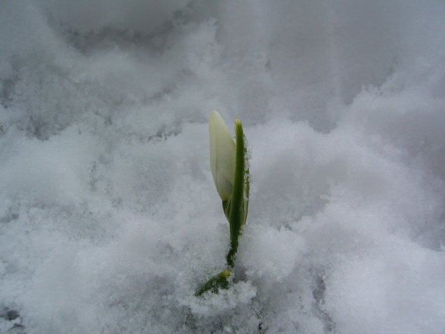 februar_2010_2.jpg, 80 KB