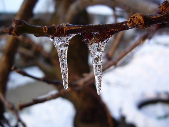 februar_2010_3.jpg, 94 KB