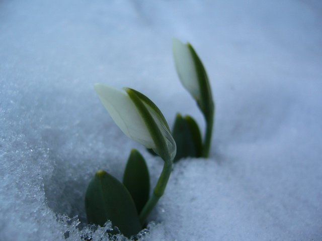 februar_2010_5.jpg, 72 KB