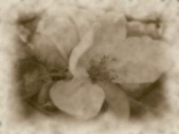 fek1a.jpg, 6 KB
