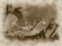 fek2a.jpg, 6 KB