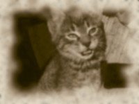 fek5a.jpg, 7 KB