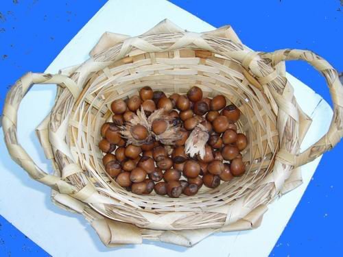 hazelnut.jpg, 51 KB