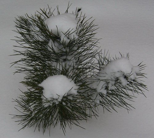 ho_januar_2011_1.jpg, 108 KB