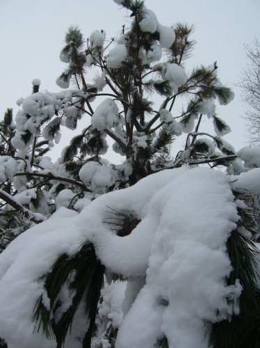 ho_januar_2011_10.jpg, 155 KB