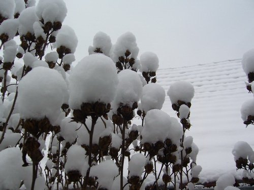 ho_januar_2011_2.jpg, 79 KB
