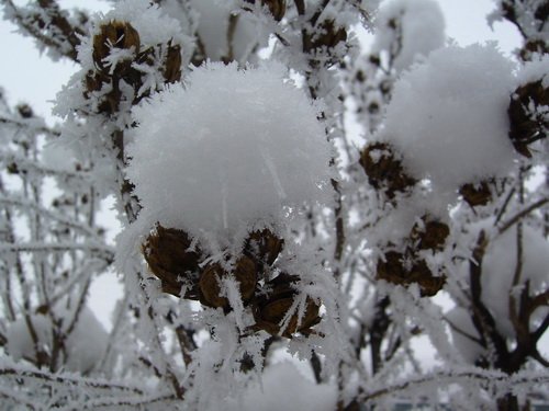 ho_januar_2011_3.jpg, 91 KB