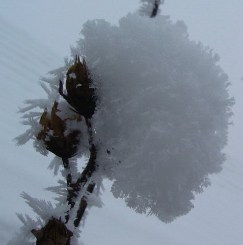 ho_januar_2011_4.jpg, 79 KB