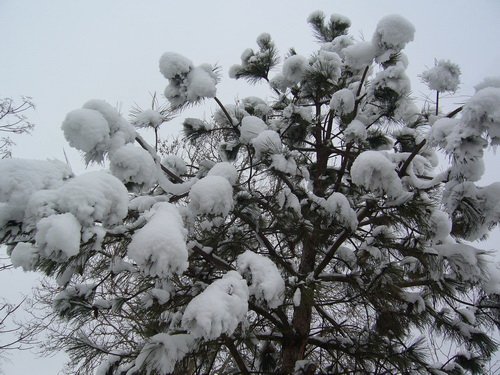 ho_januar_2011_6.jpg, 113 KB