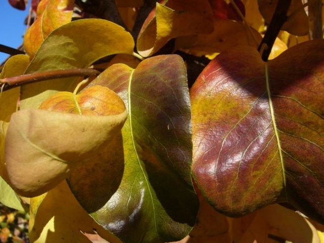 jes_2009_okt_1.jpg, 77 KB