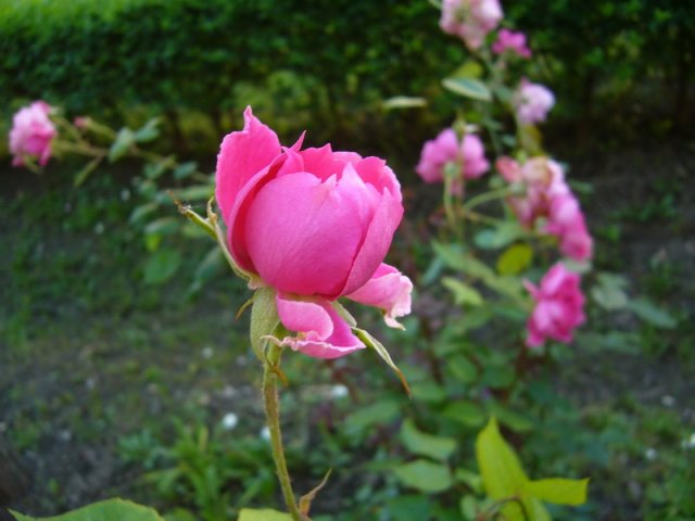 jun_5.jpg, 147 KB