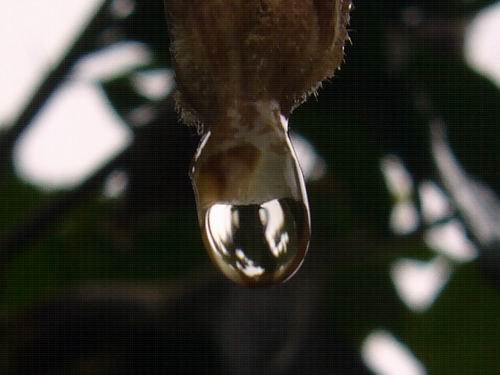 kape.jpg, 22 KB
