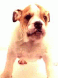 ocisti_ekran.gif, 53 KB