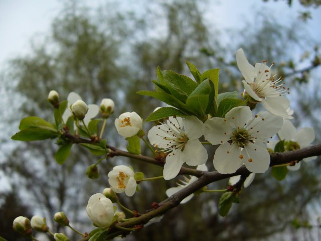 prolece_2011_3.jpg, 166 KB