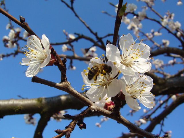 prolece_2011_4.jpg, 178 KB