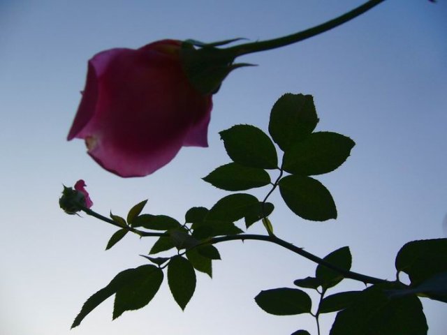 szeptember_2009 001.jpg, 43 KB