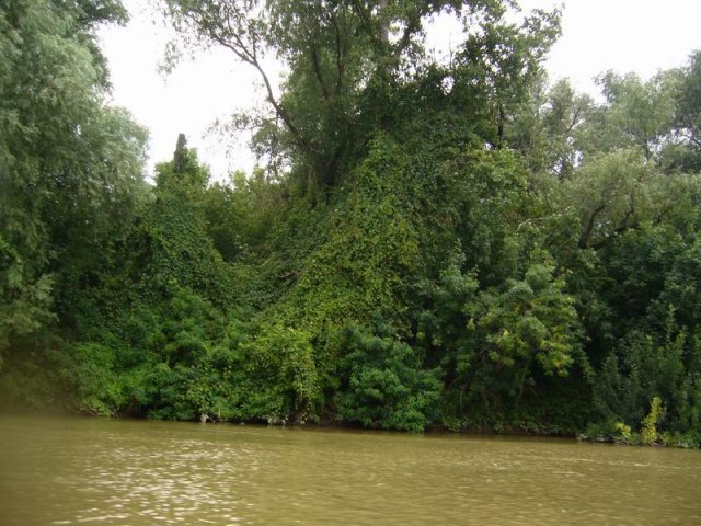 tisza_csonak_a.jpg, 130 KB