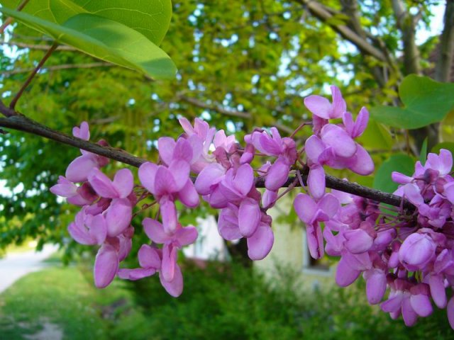 virageso_aprilis_3.jpg, 94 KB