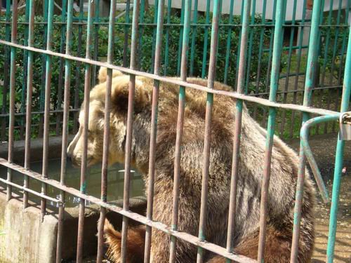 zoo_2009_ e.jpg, 72 KB