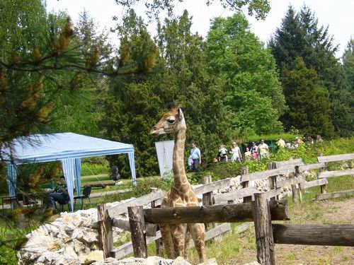 zoo_2009_ h.jpg, 76 KB