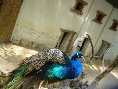 zoo_2009_ i.jpg, 52 KB