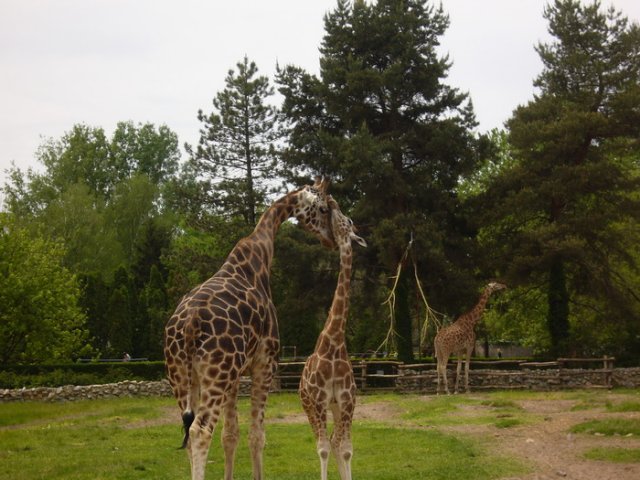 zoo_2010_2.jpg, 188 KB