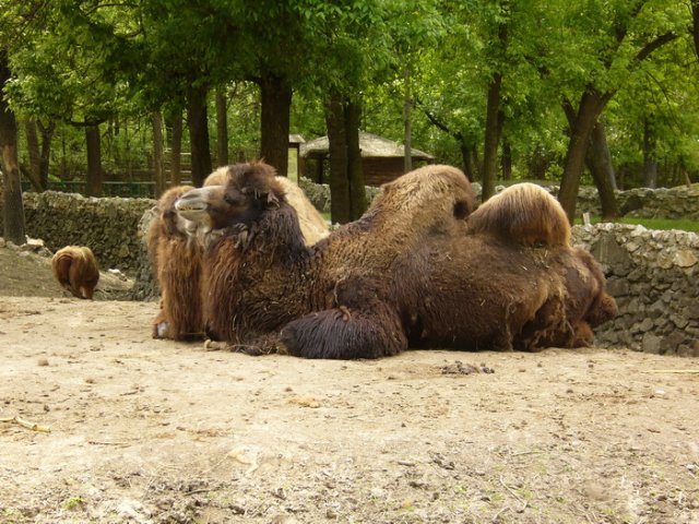 zoo_2010_3.jpg, 242 KB