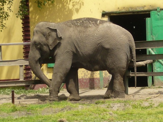 zoo_2010_4.jpg, 167 KB