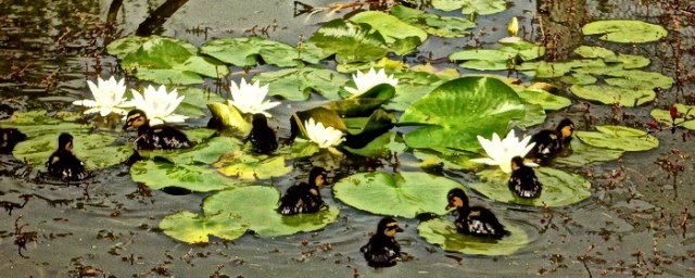 zoo_2010_5.jpg, 143 KB