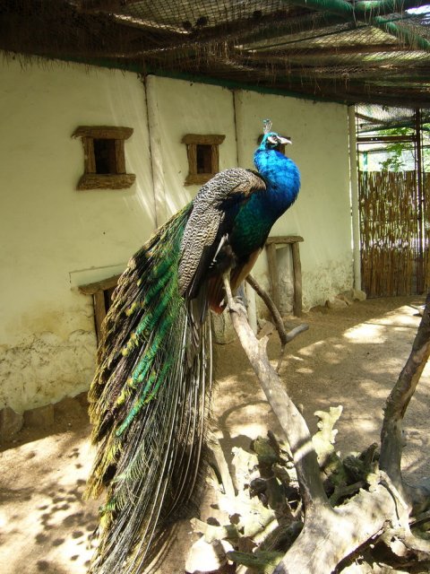 zoo_2010_7.jpg, 365 KB