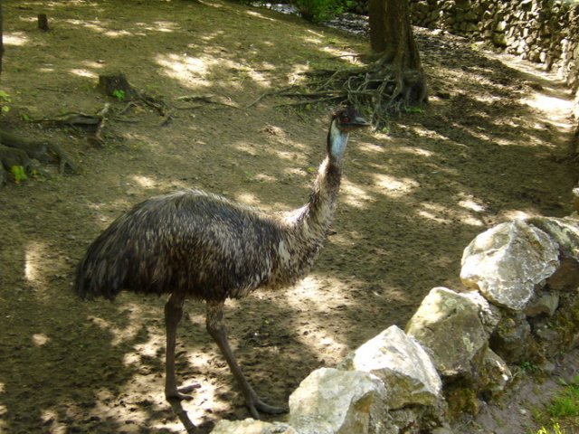 zoo_2010_8.jpg, 228 KB