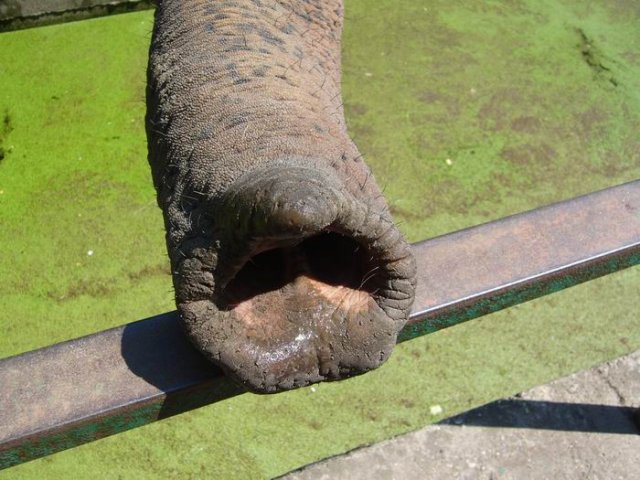zoo_palics_18.jpg, 89 KB