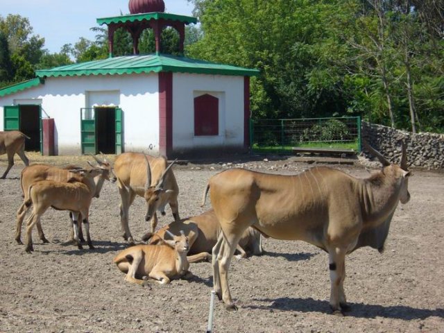 zoo_palics_3.jpg, 109 KB