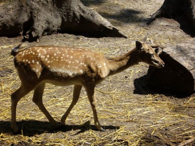 zoo_palics_6.jpg, 115 KB