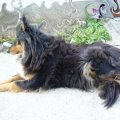 foto vastag 2010