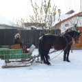 foto vastag 2009