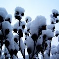 foto vastag 2010