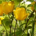 foto vastag 2010