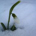 foto vastag 2010