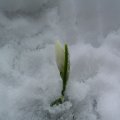 foto vastag 2010
